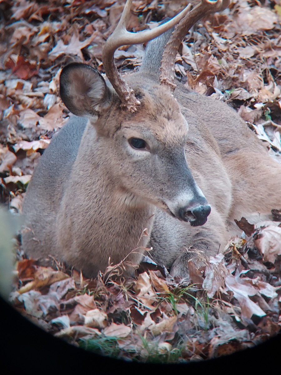 White-tailed Deer - ML645218659