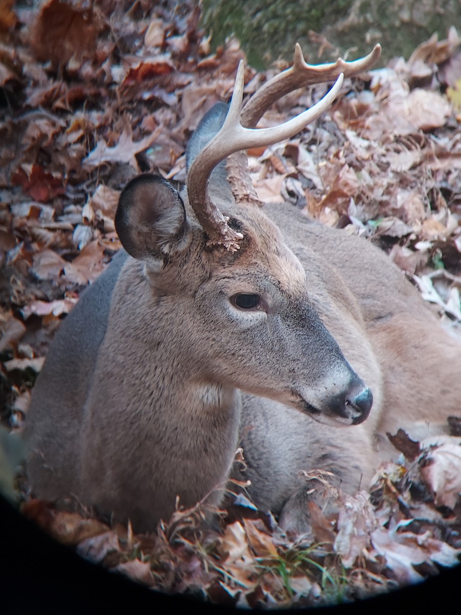 White-tailed Deer - ML645218666