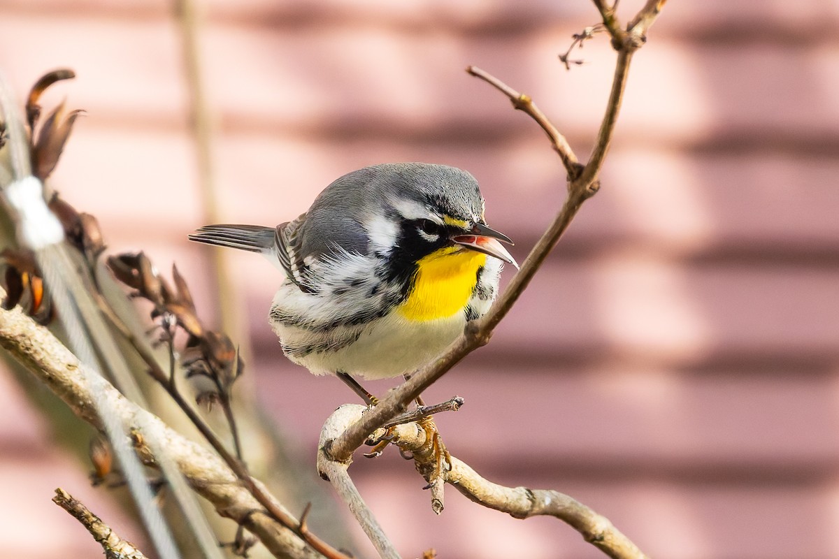 Yellow-throated Warbler - ML645218676