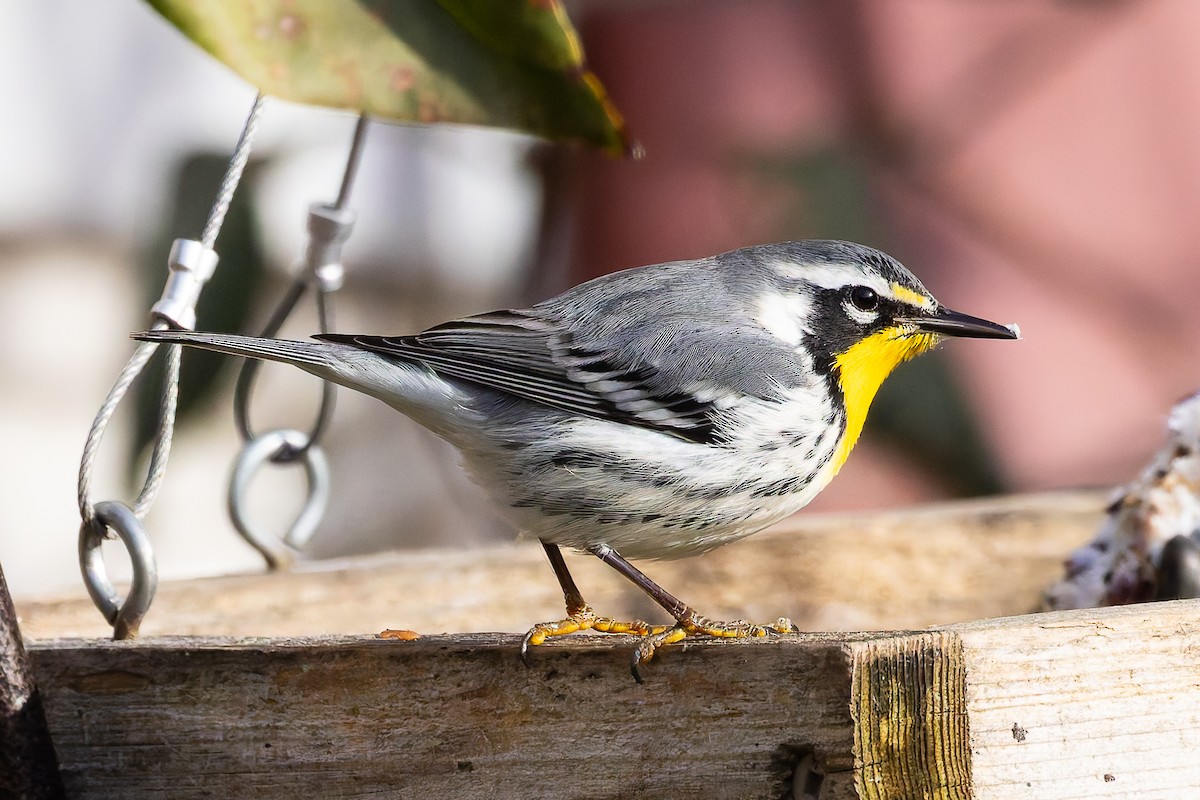 Yellow-throated Warbler - ML645218677