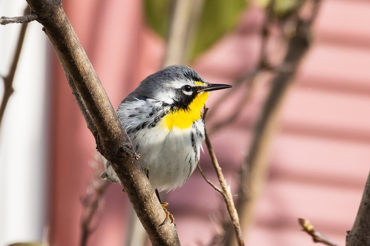 Yellow-throated Warbler - ML645218678