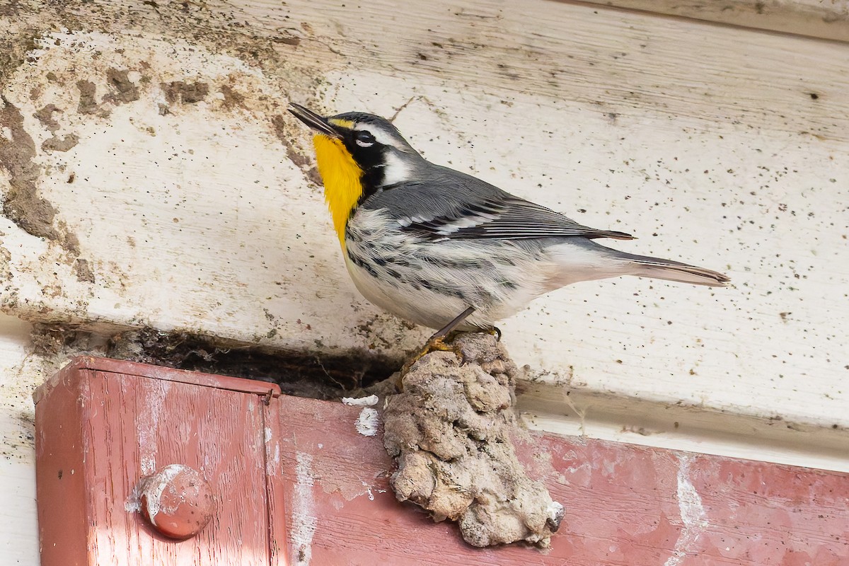 Yellow-throated Warbler - ML645218679