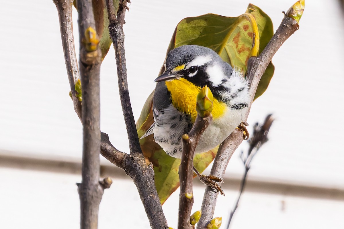 Yellow-throated Warbler - ML645218680