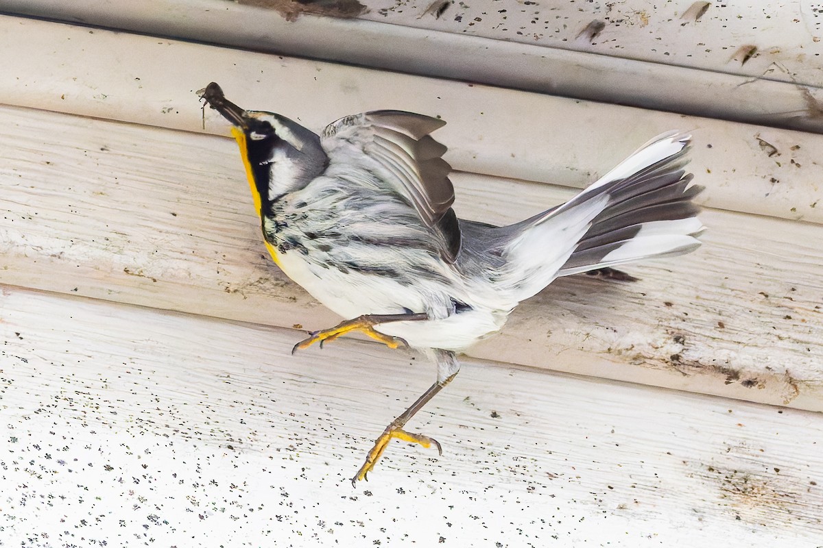 Yellow-throated Warbler - ML645218681