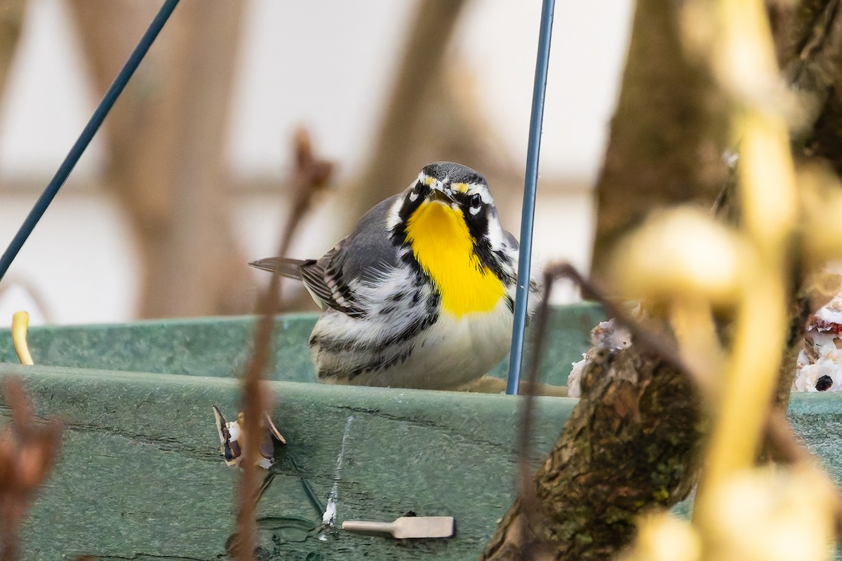 Yellow-throated Warbler - ML645218682