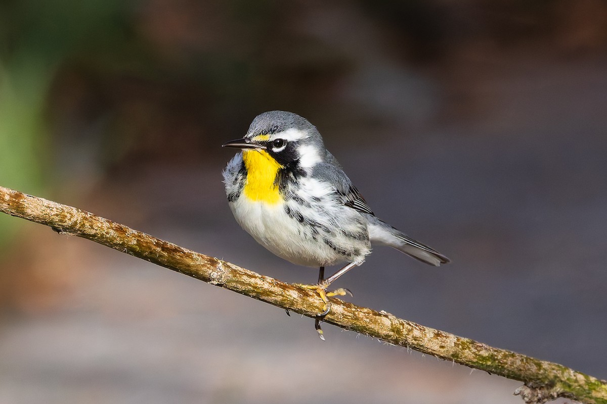 Yellow-throated Warbler - ML645218683
