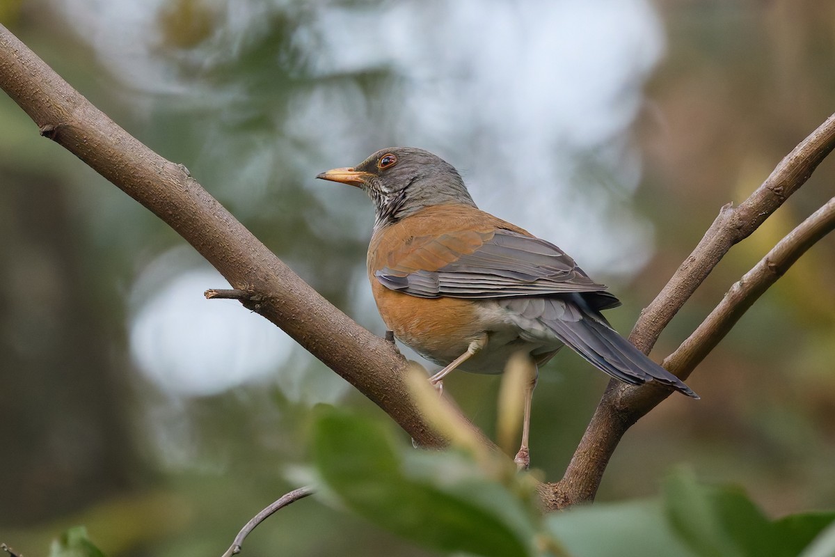 Meksika Ardıcı - ML645218686