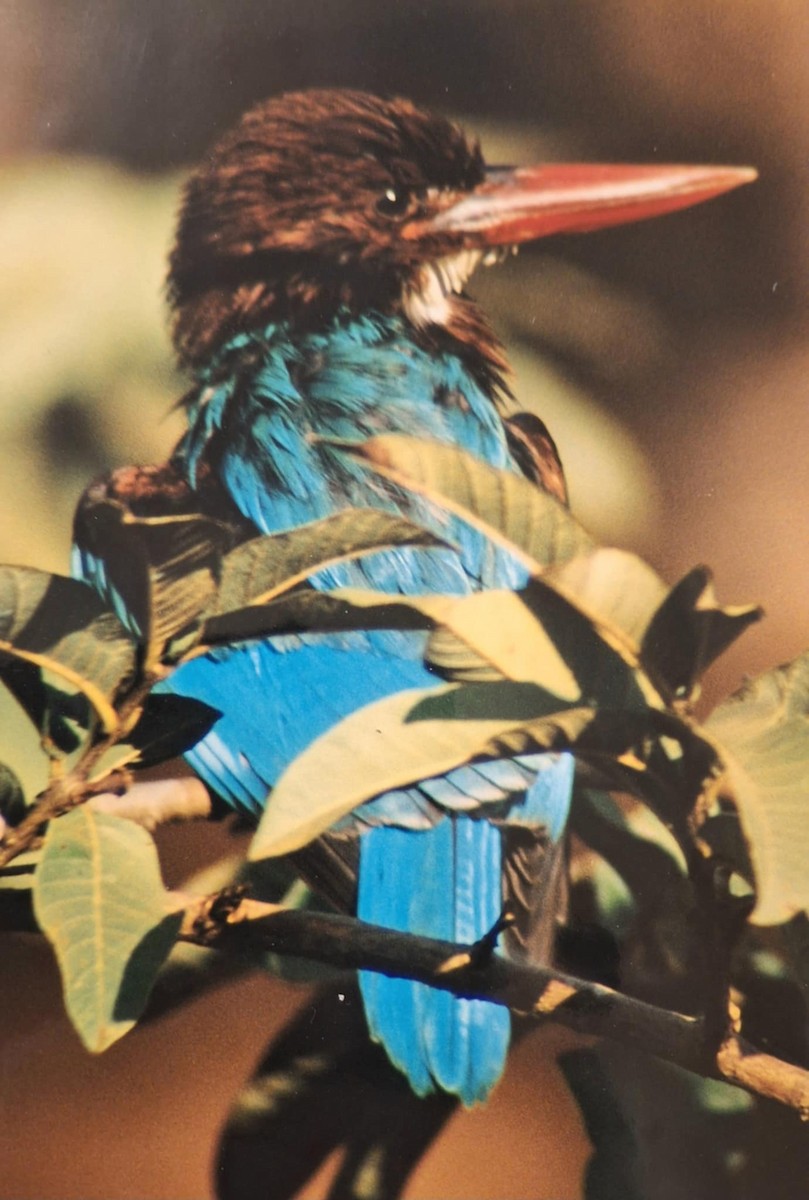 White-throated Kingfisher - ML645218696
