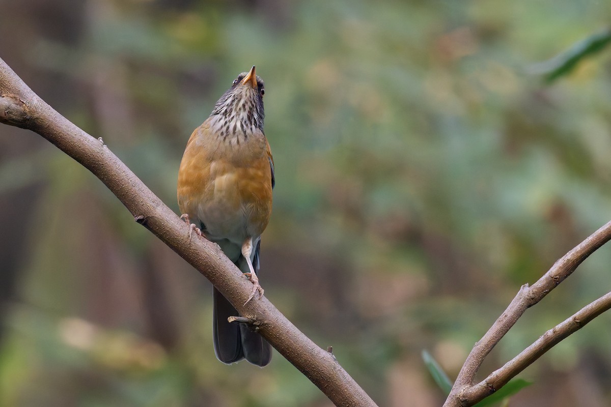 Meksika Ardıcı - ML645218703