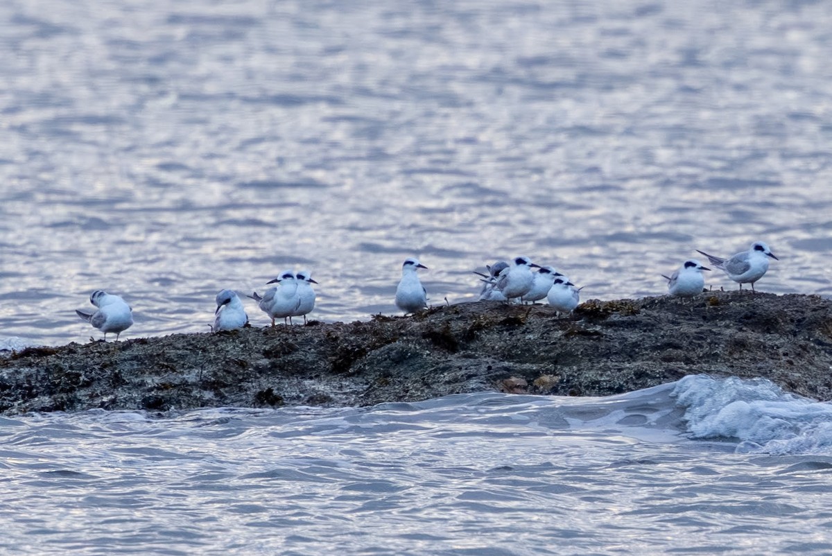 Forster's Tern - ML645218704