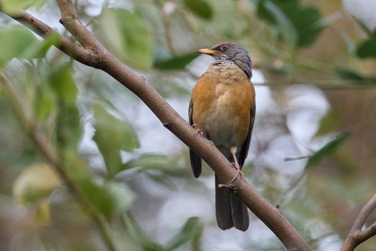 Meksika Ardıcı - ML645218710