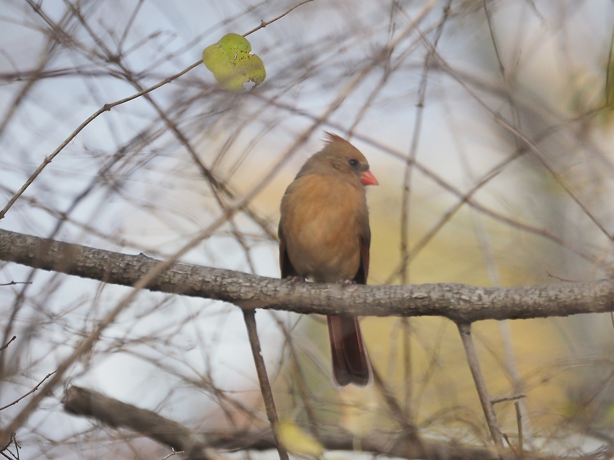 Northern Cardinal - ML645218712