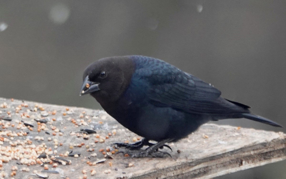 Brown-headed Cowbird - ML645218719