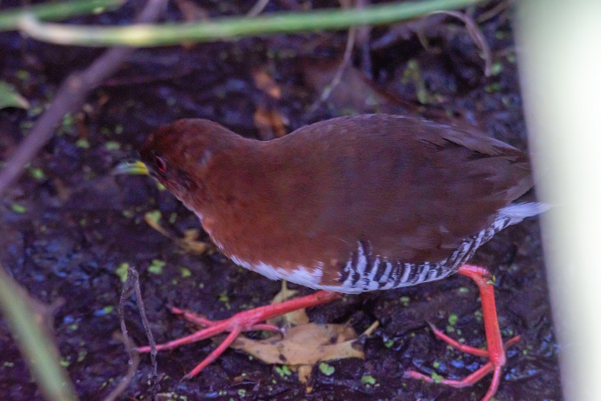 Red-and-white Crake - ML645218722