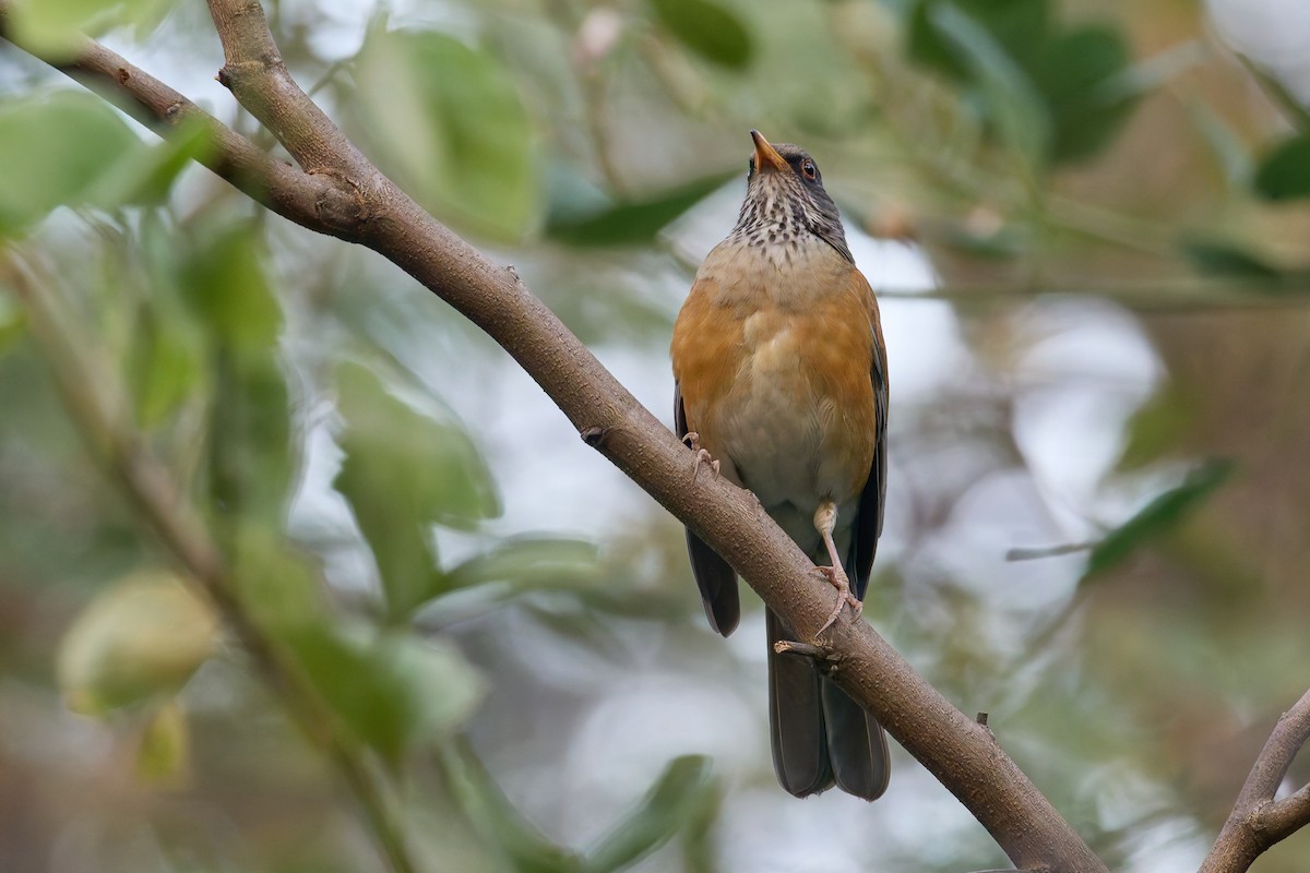 Meksika Ardıcı - ML645218728