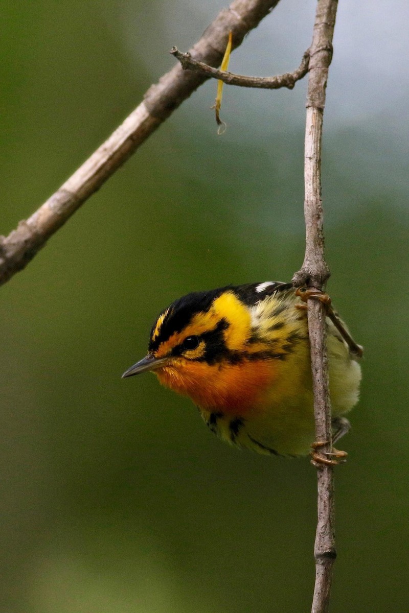 Blackburnian Warbler - ML645218729