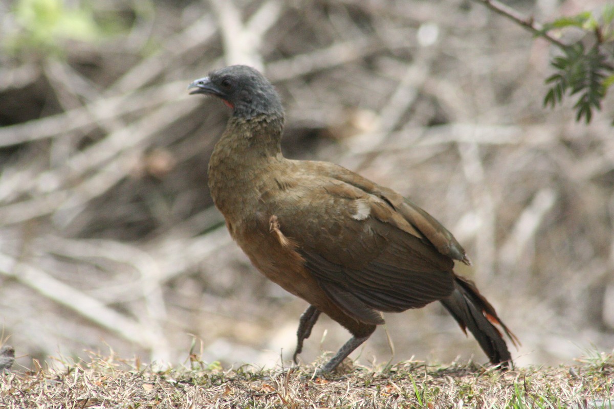 Чачалака рудогуза - ML645218730