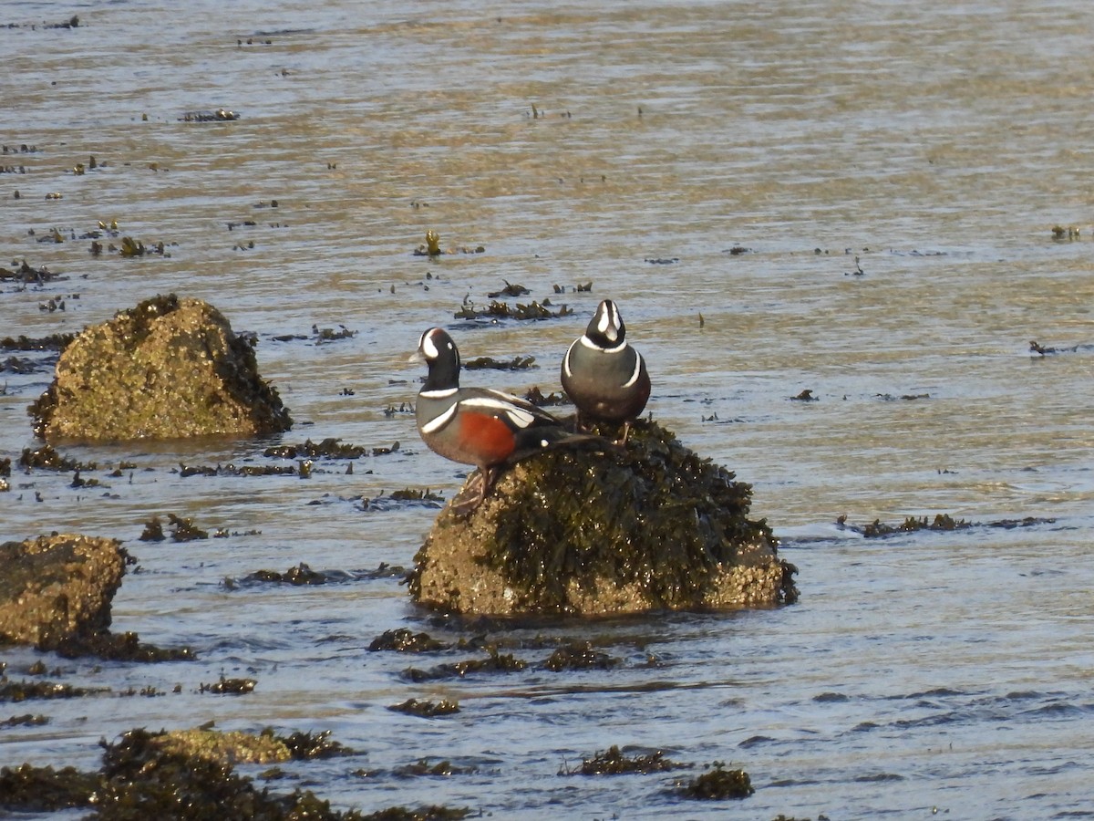 Palyaço Ördeği - ML645218734