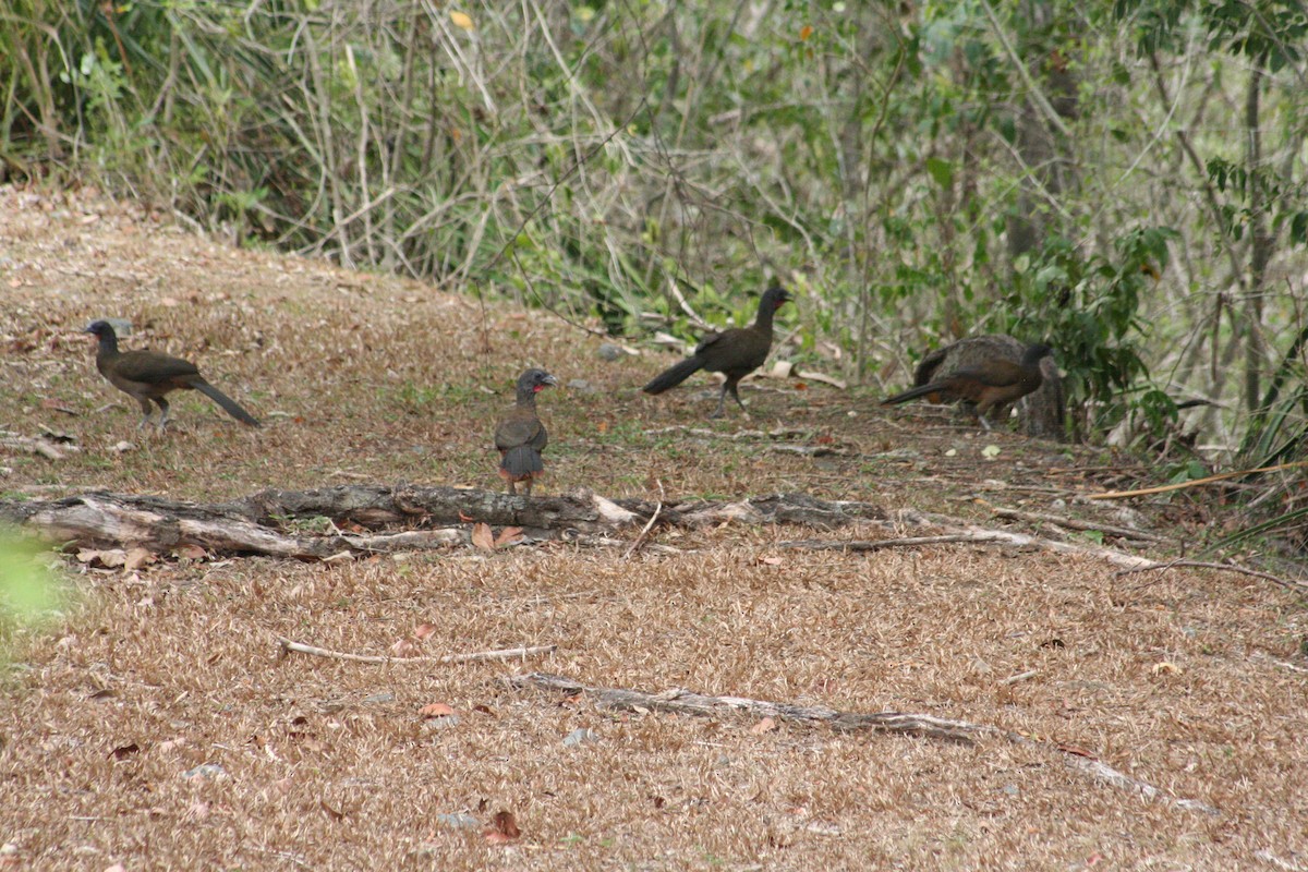 Чачалака рудогуза - ML645218739