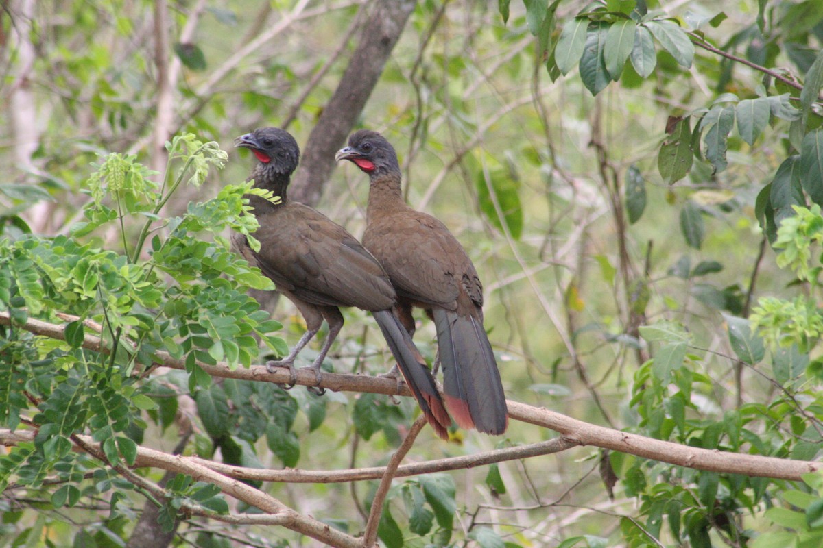Чачалака рудогуза - ML645218750
