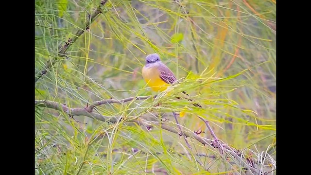 Couch's Kingbird - ML645218754