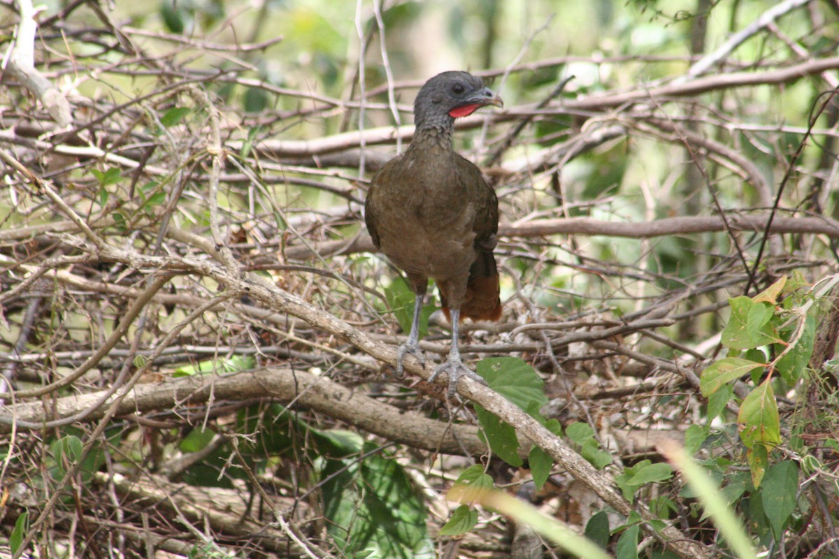 Чачалака рудогуза - ML645218765