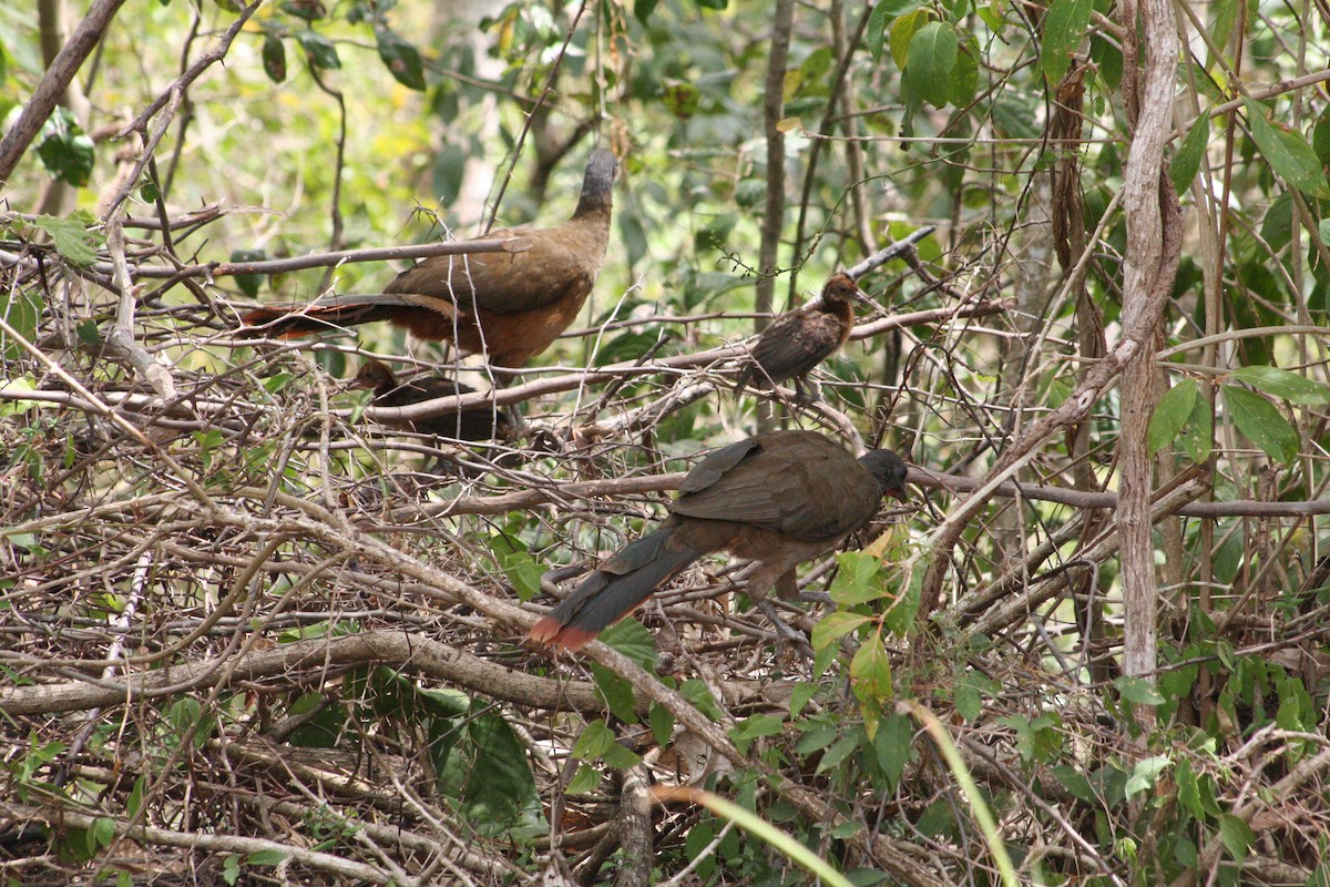 Чачалака рудогуза - ML645218775