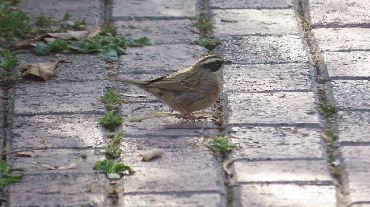 Radde's Accentor - ML645218810