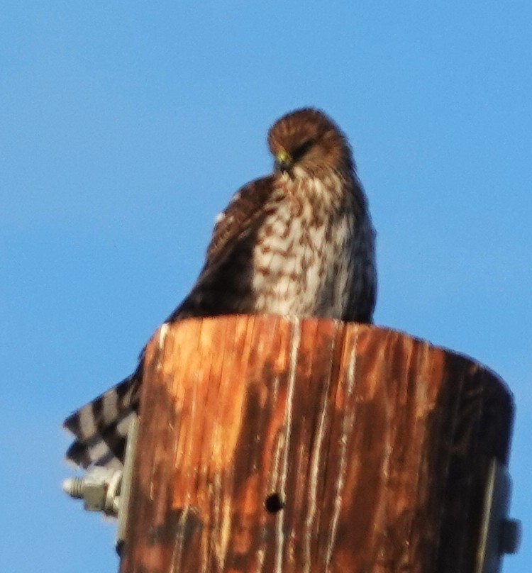 Cooper's Hawk - ML645218827
