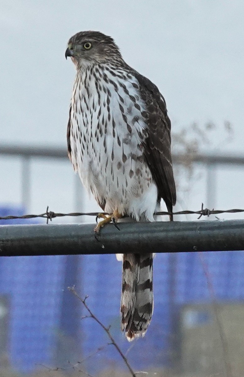 Cooper's Hawk - ML645218828