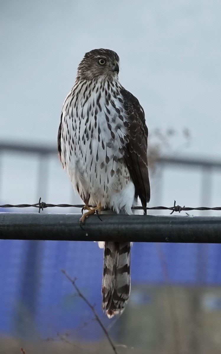 Cooper's Hawk - ML645218829