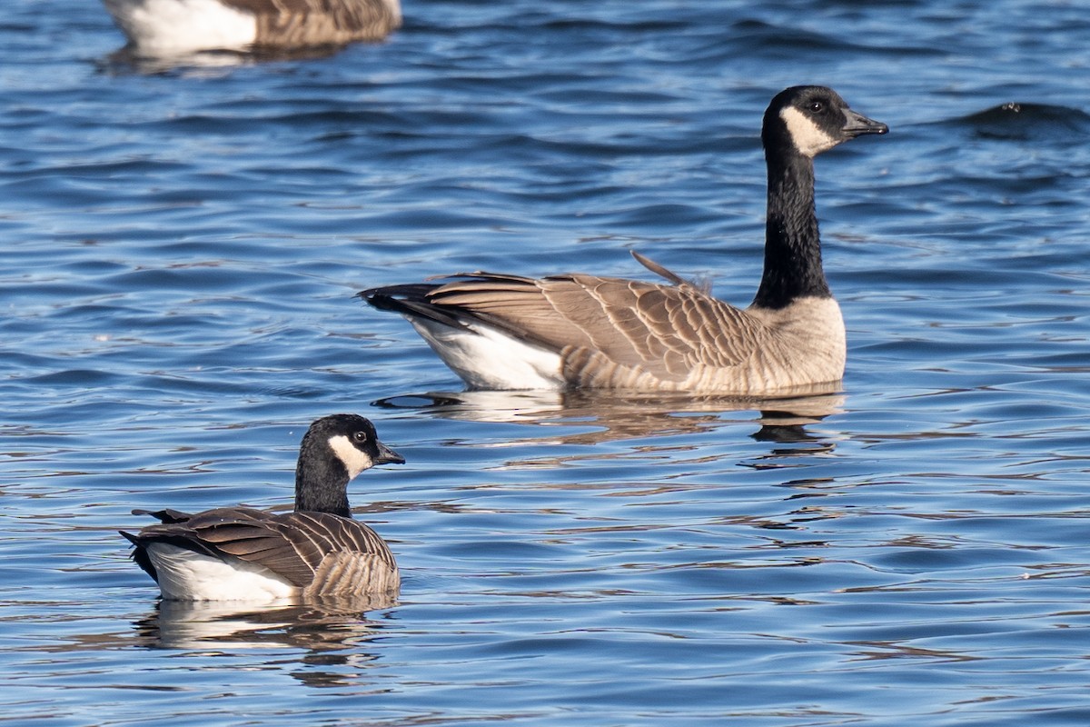 Cackling Goose - ML645218830