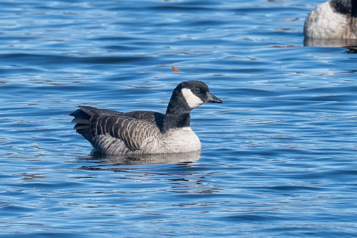 Cackling Goose - ML645218837