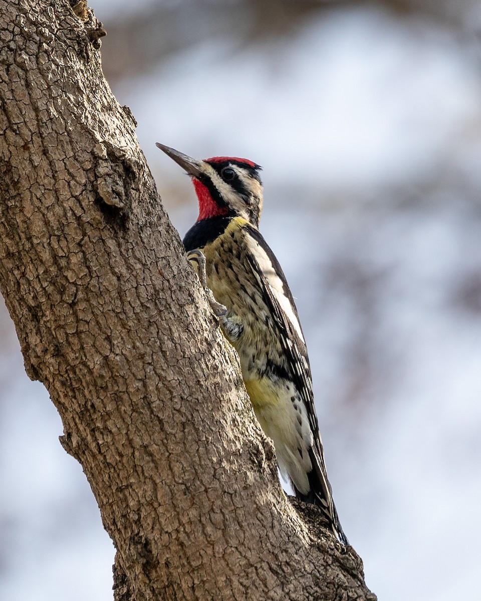 Yellow-bellied Sapsucker - ML645218841