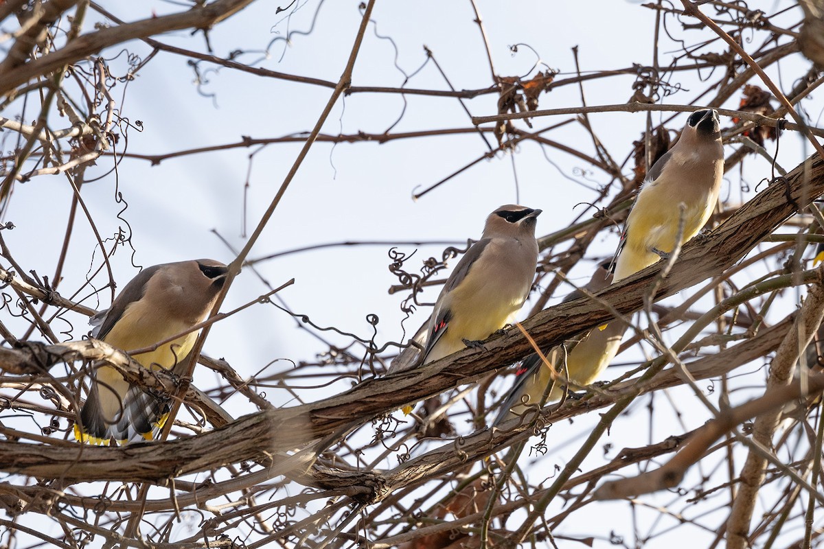 Cedar Waxwing - ML645218847