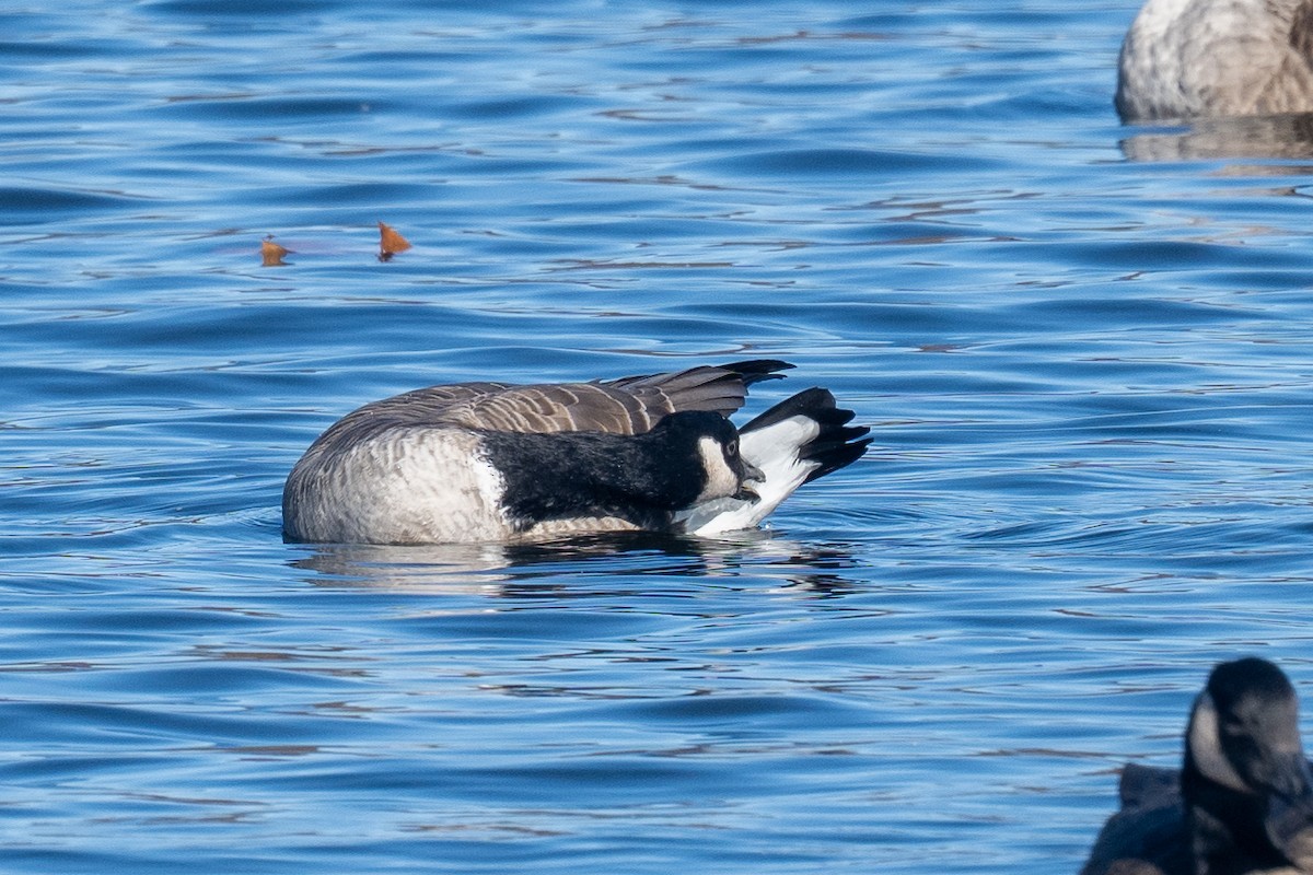 Cackling Goose - ML645218848