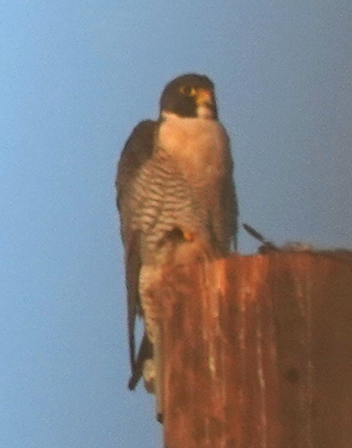 Peregrine Falcon - ML645218858
