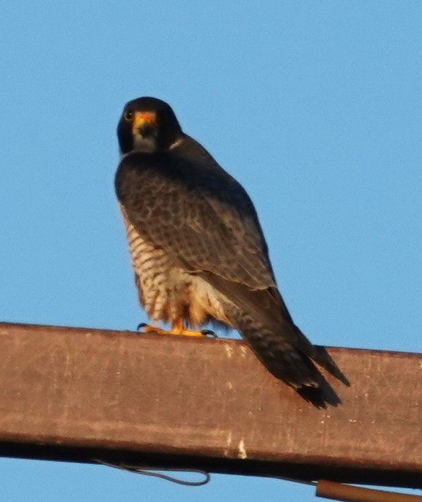 Peregrine Falcon - ML645218859