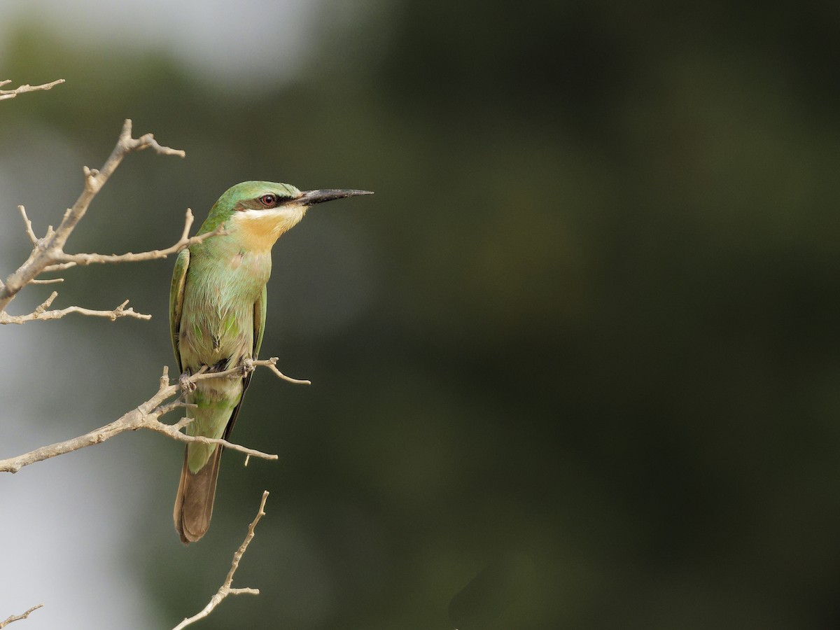 Зелёная щурка - ML645218866