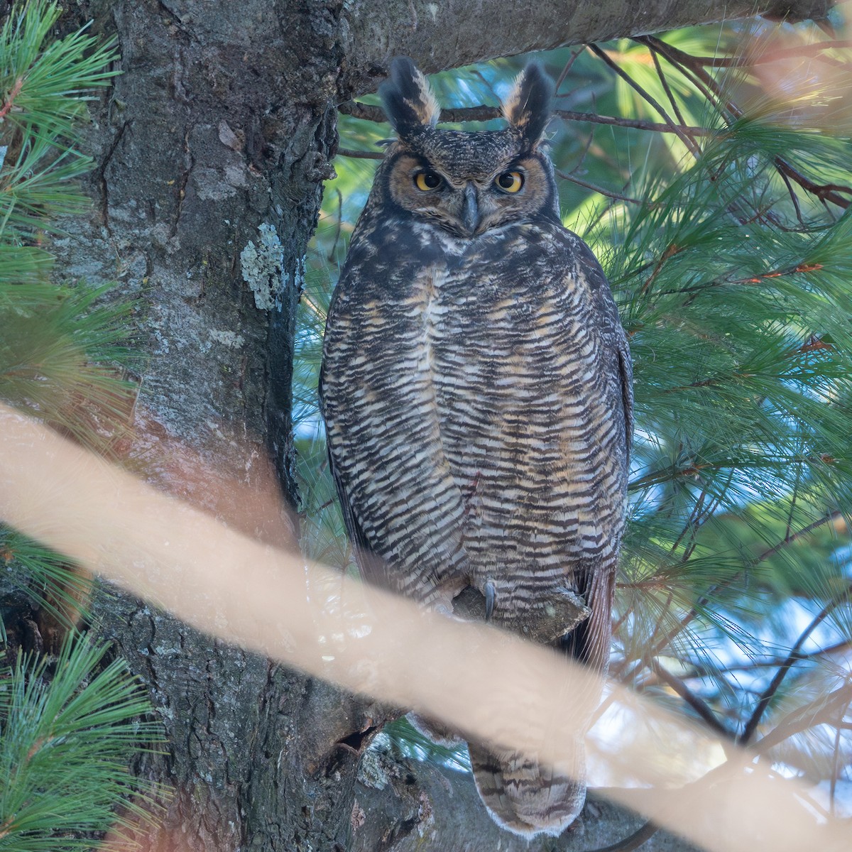 Great Horned Owl - ML645218883
