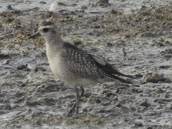 American Golden-Plover - ML645218887