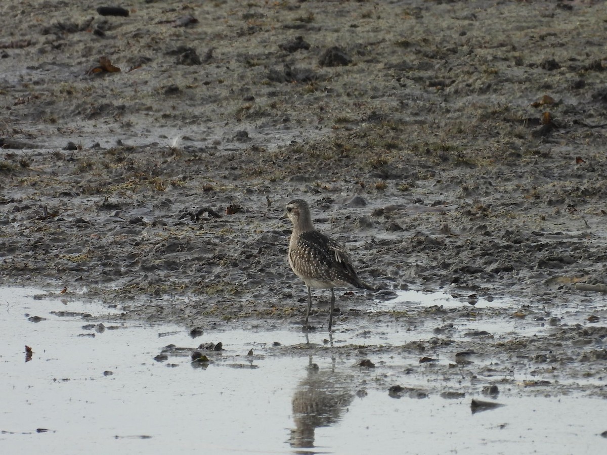 American Golden-Plover - ML645218888