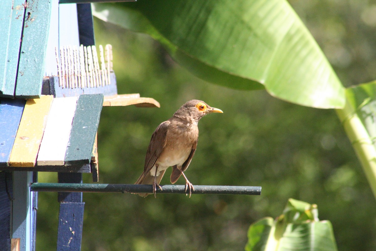 Spectacled Thrush - ML645218895