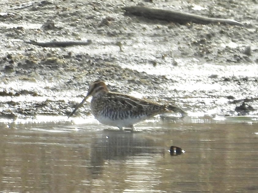 Wilson's Snipe - ML645218897