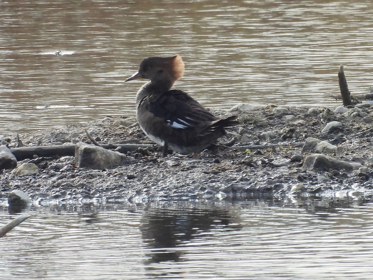 Hooded Merganser - ML645218903