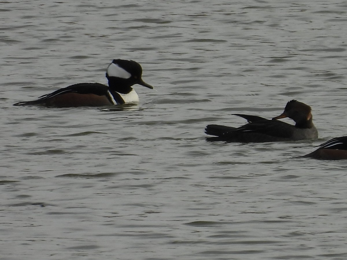 Hooded Merganser - ML645218904