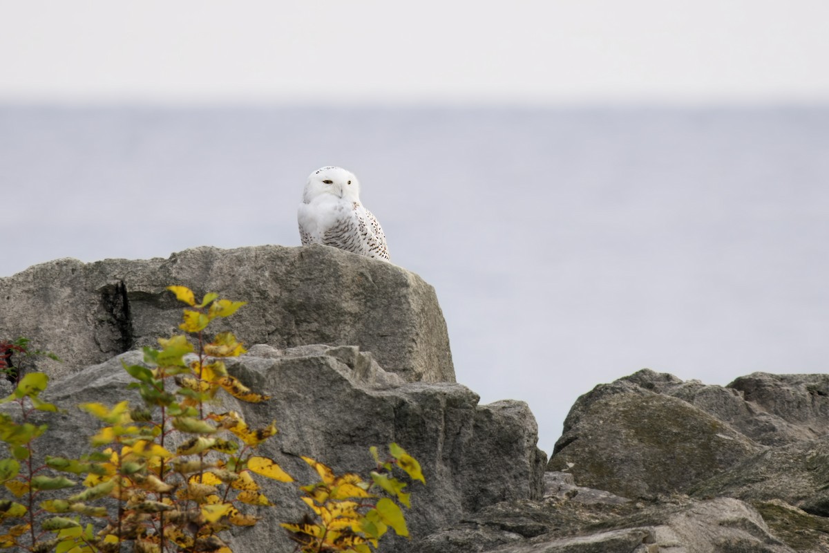 Snowy Owl - ML645218905