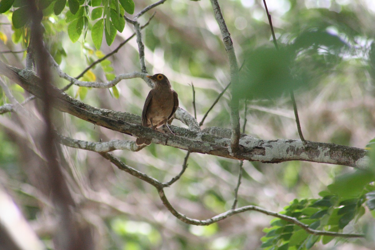 Spectacled Thrush - ML645218906