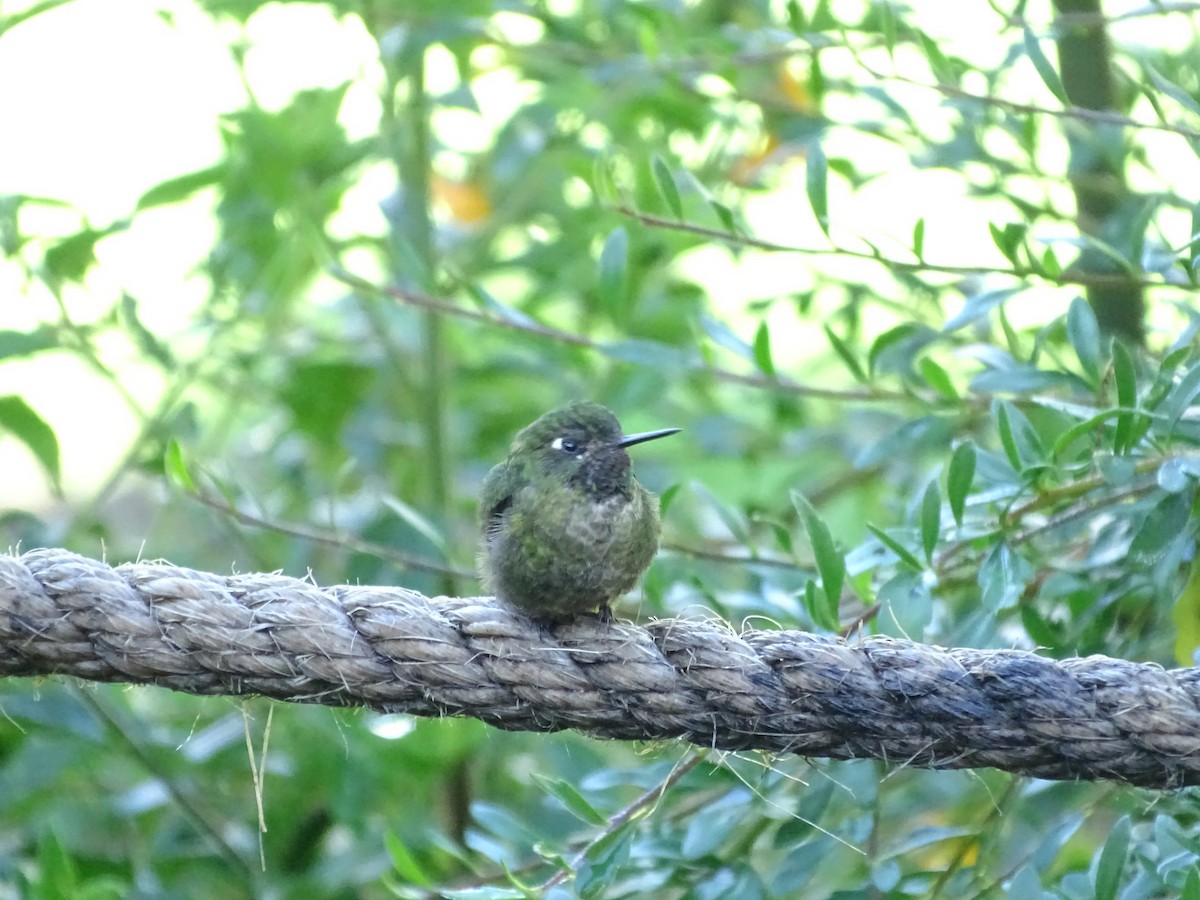 Tyrian Metaltail - ML645218911