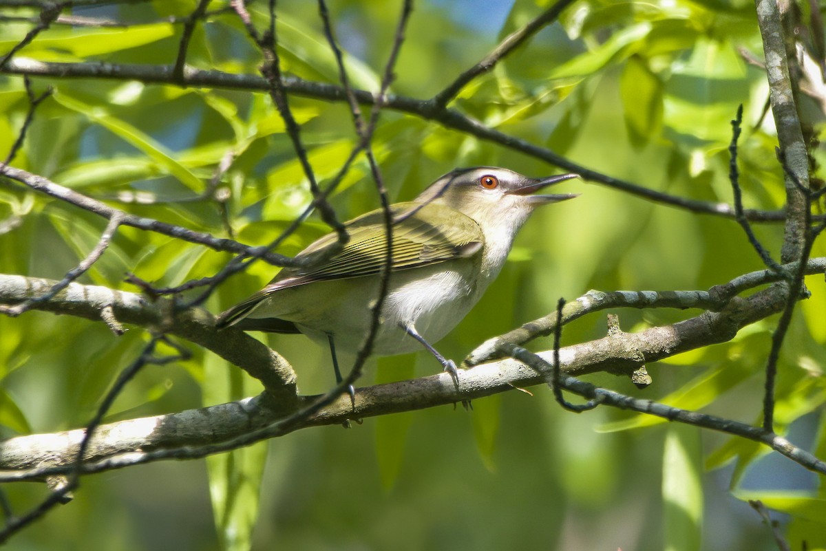 アカメモズモドキ - ML645218914